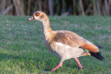 Egyptian Goose (Alopochen aegyptiaca) walking along river bank at sunset in winter, Silwerstrand, Robertson, South Africa