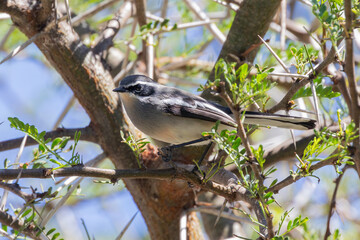 Fairy Flycatcher (Stenostira scita) in tree in Acacia woodland,  Karoo National Park, Western Cape, South Africa