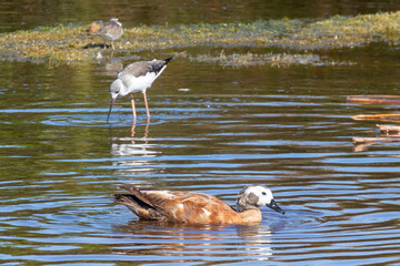 Female South African Shelduck, Cape Shelduck (Tadorna cana) and Black-winged Stilt in freshwater wetlands, Langebaan, West Coast, South Africa