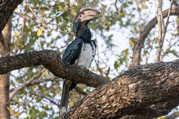 Male Trumpeter Hornbill (Bycanistes bucinator) with large casque perched in tree in broad-leaved woodland, Mpumalanga, South Africa