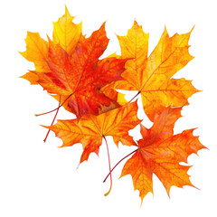 Obraz premium Autumn Maple Leaves Closeup, Fall Colors, Nature Photography, Seasonal Design Element