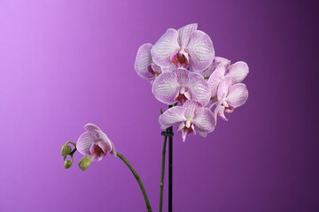 Naklejka premium Beautiful orchid flowers with water drops on violet background, closeup