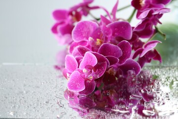 Beautiful orchid flowers and water drops on mirror surface, closeup. Space for text