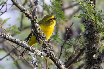 Male Yellow Canary (Crithagra flaviventris) in Afromontane forest, Wilderness, Garden Route, Western Cape, South Africa