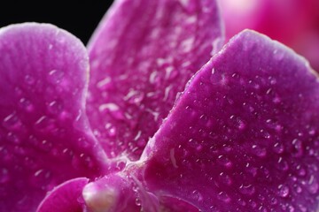 Beautiful orchid flower with water drops as background, macro view