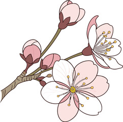 Obraz premium Elegant single cherry blossom flower illustration with delicate petals and subtle color variations perfect for spring themes and natural beauty designs