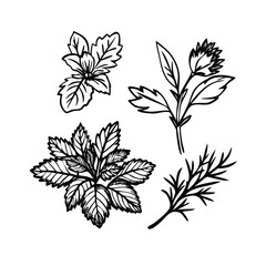 Culinary Herbs Woodcut Vector Icon Set - Minimalist Botanical Illustrations for Branding