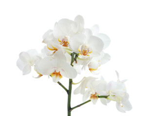 Branch with beautiful orchid flowers isolated on white