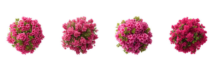 Pink Azalea Flower Bushes Set. Vibrant Floral Arrangement Collection Isolated On Transparent Background