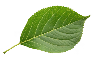 Green cherry leaf isolated on transparent background