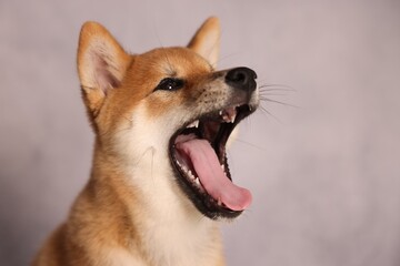 Cute Shiba Inu puppy near grey wall indoors