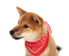 Cute Shiba Inu puppy with red bandana on white background