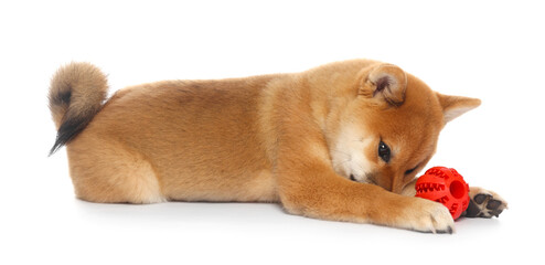 Fototapeta premium Cute Shiba Inu puppy playing with ball on white background