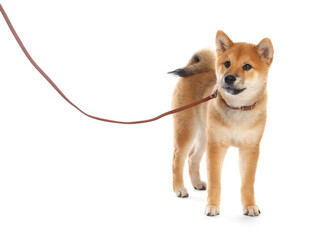 Cute Shiba Inu puppy with leash on white background
