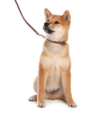 Cute Shiba Inu puppy with leash on white background