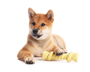 Cute Shiba Inu puppy playing with chew toy on white background