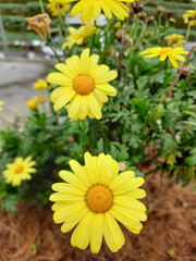 Bright yellow daisy blooms adorn a green background, portraying freshness and natural beauty in a serene outdoor setting