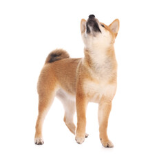 Cute Shiba Inu puppy on white background