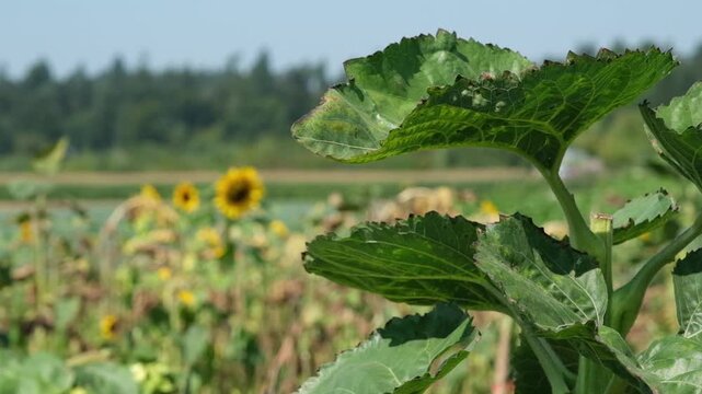 Pflanzen Hintergrund Video mit gro&szlig;en gr&uuml;nen Bl&auml;ttern wo sich langsam im Wind bewegen auf der rechten Seite und einem unscharfen landwirtschaftlichen Landschaft Hintergrund auf der rechten Seite