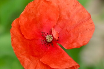 macro of a red poppy