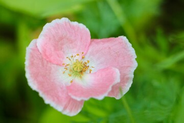 pink and white poppy flower 