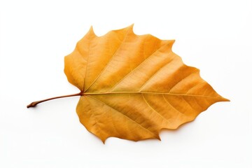 Leaf plant tree white background.