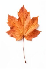 Fototapeta premium Leaves maple plant leaf.