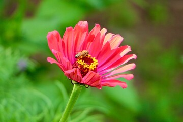 bee on a zinnia flower 