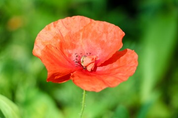 Obraz premium red poppy flower in the garden 