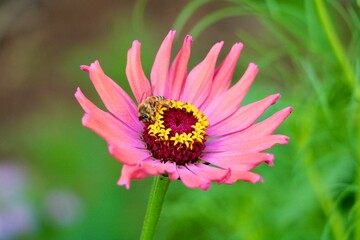 Fototapeta premium Bee on a zinnia flower 