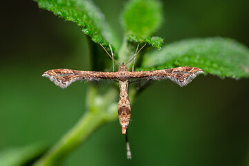 Lantana Plume Moth on Lantana flower, Lantanophaga Pusillidactylus