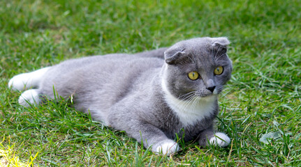 A street stray cat is resting on the grass. In the world of animals