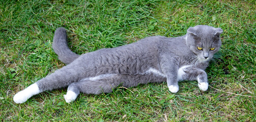 A street stray cat is resting on the grass. In the world of animals