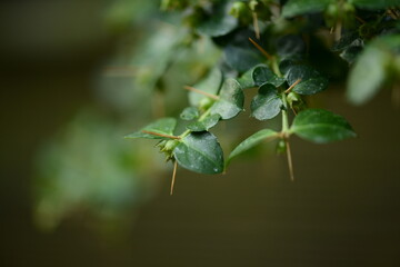 Close-up of Damnacanthus indicus C.F.Gaertn (Ho-ja-na-mu) leaves, appreciated for glossy texture, ornamental charm, and traditional medicinal uses. Photographed in Korea.
