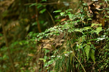 Full view of Damnacanthus indicus C.F.Gaertn (Ho-ja-na-mu) in its natural environment, valued for ornamental beauty and traditional medicinal uses. Photographed in Korea.
