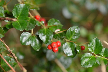 Obraz premium Close-up of ripe red Damnacanthus indicus C.F.Gaertn (Ho-ja-na-mu) fruit clusters, valued for ornamental beauty and traditional antioxidant benefits. Photographed in Korea.