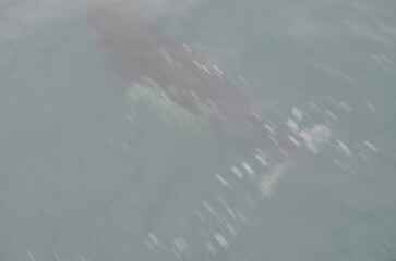 Hump back whales
