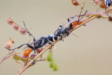 Close-up of two black wasps on a plant stem, showing detailed texture and interaction, captured in natural outdoor setting with soft background.