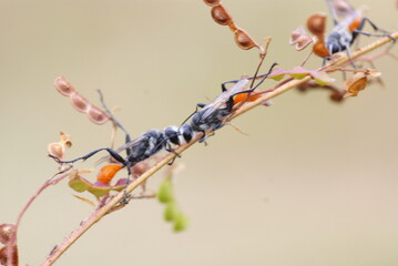 Close-up of two black wasps on a plant stem, showing detailed texture and interaction, captured in natural outdoor setting with soft background.