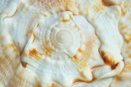 Macro photograph of a spiral-shaped sea shell with intricate natural ridges and warm beige-orange tones. Close-up of spiral sea shell texture with natural pattern