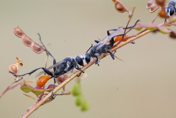 Close-up of two black wasps on a plant stem, showing detailed texture and interaction, captured in natural outdoor setting with soft background.