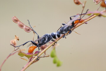 Close-up of two black wasps on a plant stem, showing detailed texture and interaction, captured in natural outdoor setting with soft background.