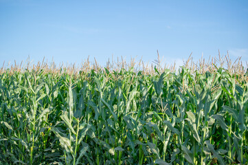 Obraz premium Tall green corn plants stand proudly beneath a clear blue sky, their tassels swaying gently in the sun.