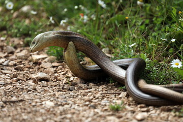 Two sheltopusiks fighting for territory