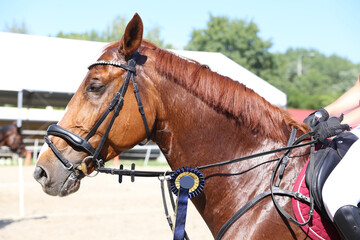 Head shot closeup of a beautiful award winner racehorse. Purebred show jumper horse canter on the race course after race.  award winning  racehorse wearing colorful ribbon rosette