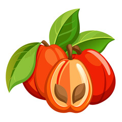 vector illustration of ackee fruit