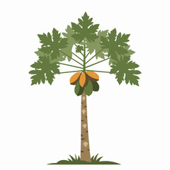 Obraz premium Tropical Papaya Tree with Ripe and Unripe Fruits, Vector Illustration Isolated on White Background