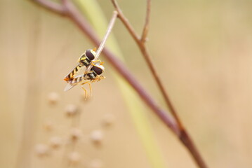 Close-up macro shot of two mating hoverflies perched on a dry twig, showcasing vivid yellow-black patterns and delicate transparent wings in natural light.