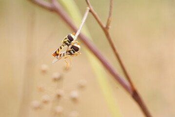Close-up macro shot of two mating hoverflies perched on a dry twig, showcasing vivid yellow-black patterns and delicate transparent wings in natural light.