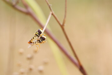 Close-up macro shot of two mating hoverflies perched on a dry twig, showcasing vivid yellow-black patterns and delicate transparent wings in natural light.